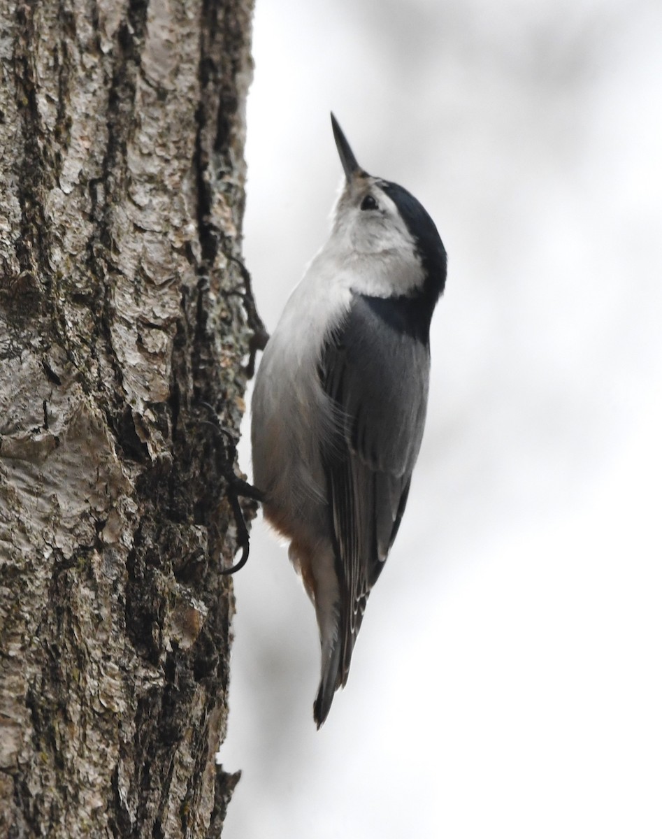 White-breasted Nuthatch - ML617166208