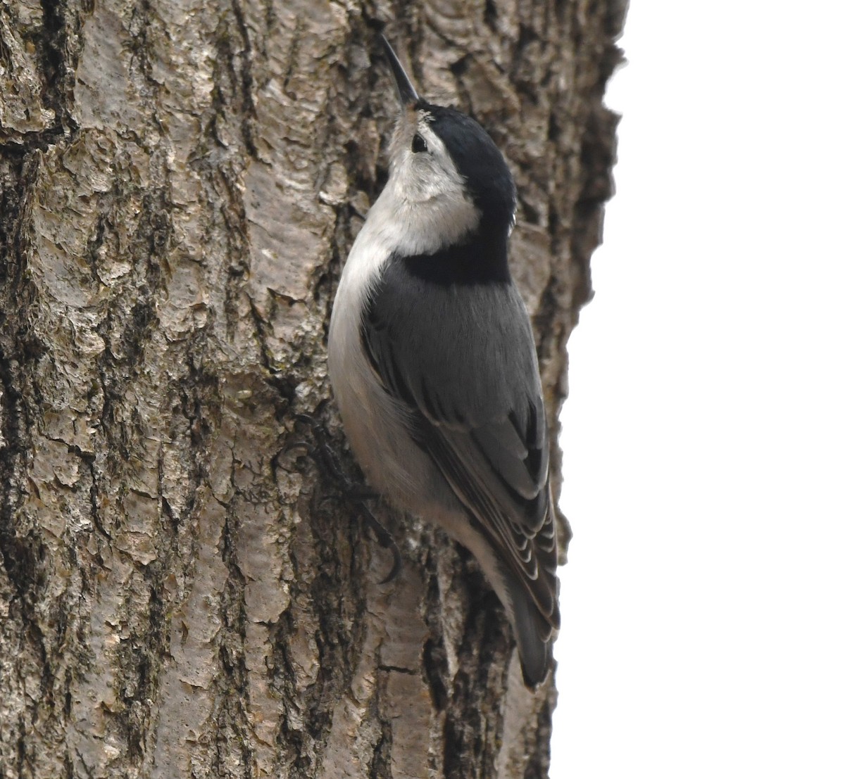 White-breasted Nuthatch - ML617166216