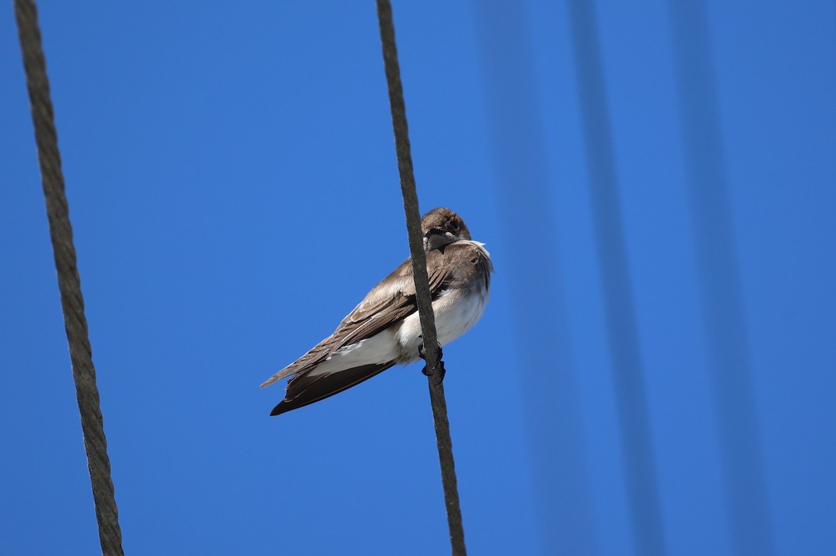 Northern Rough-winged Swallow - ML617166270