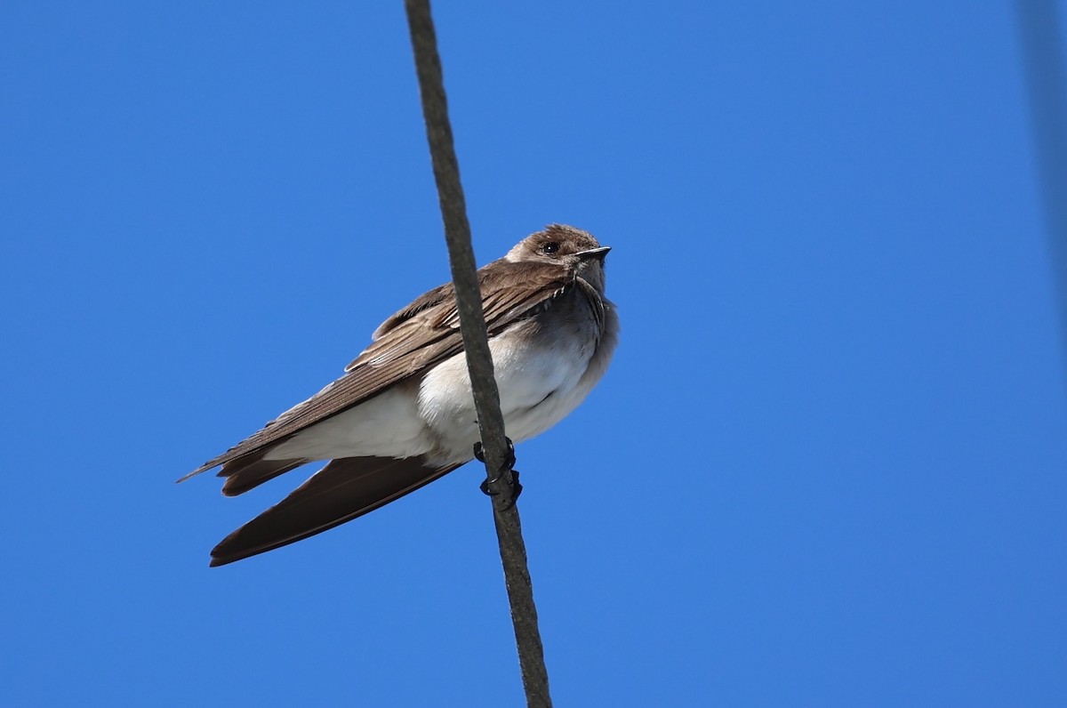 Northern Rough-winged Swallow - ML617166271