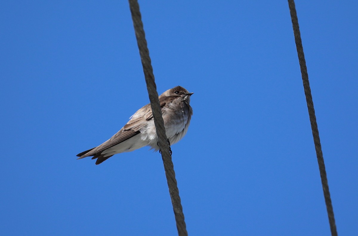 Northern Rough-winged Swallow - ML617166272