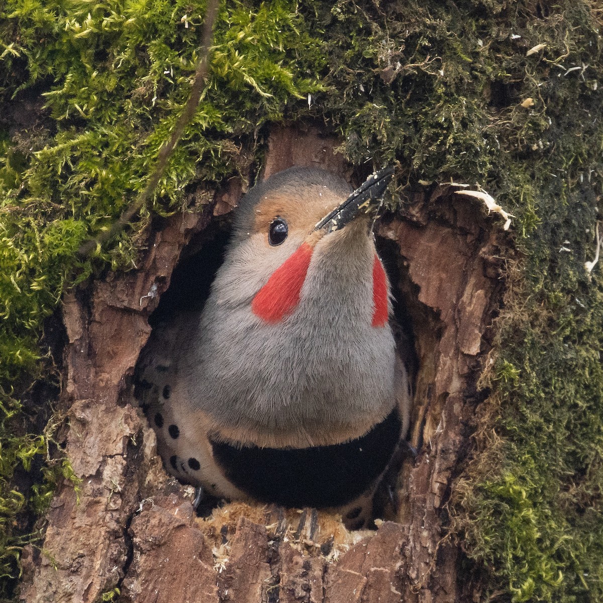 Northern Flicker (Red-shafted) - ML617166406