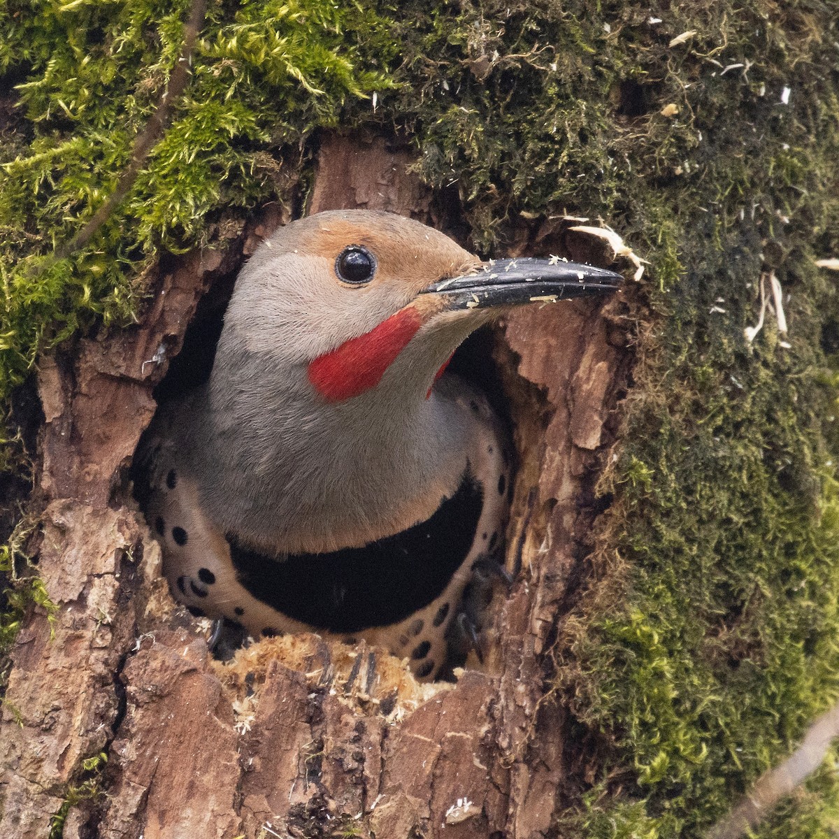 Northern Flicker (Red-shafted) - ML617166407