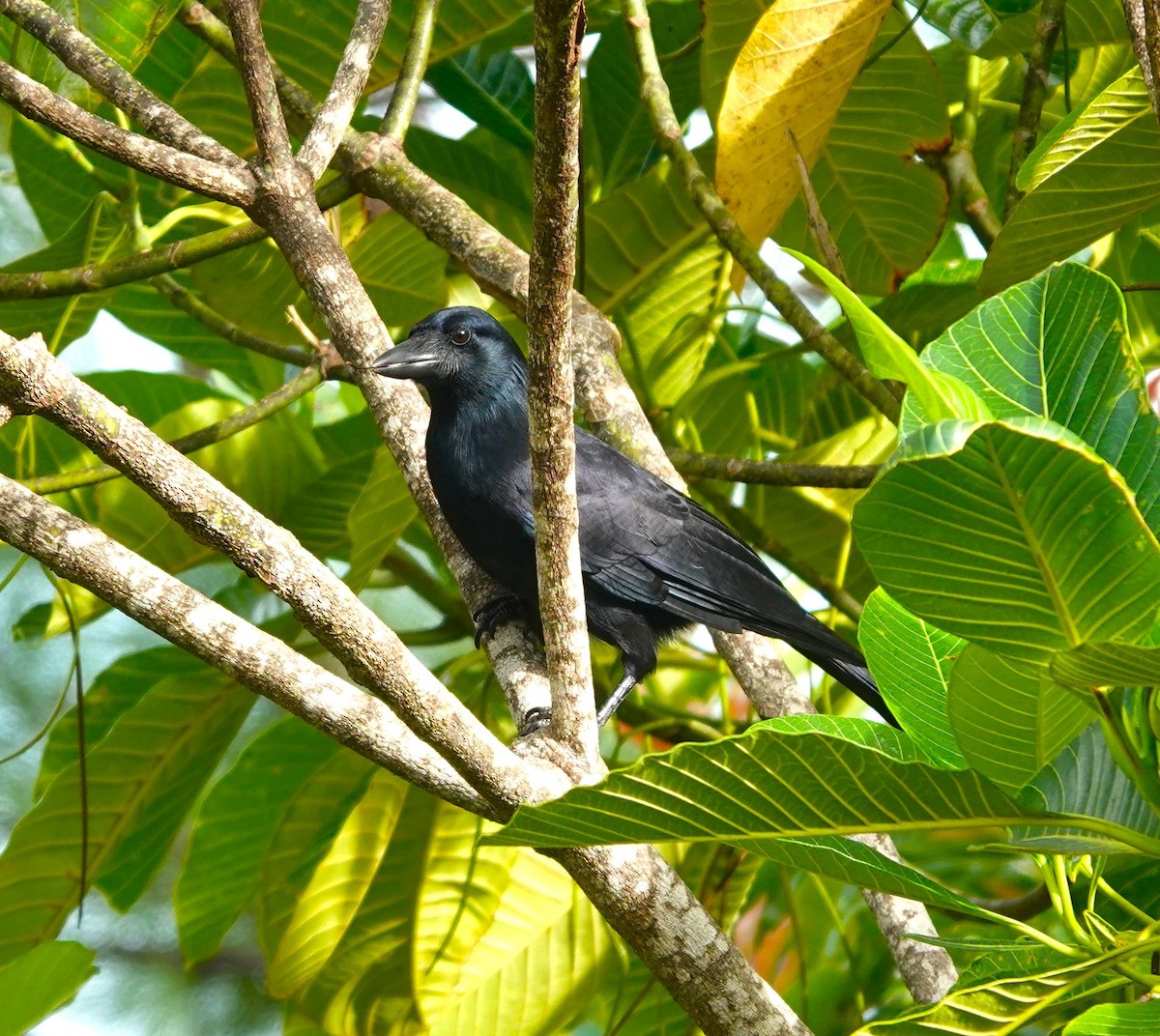 New Caledonian Crow - Mark Camilleri