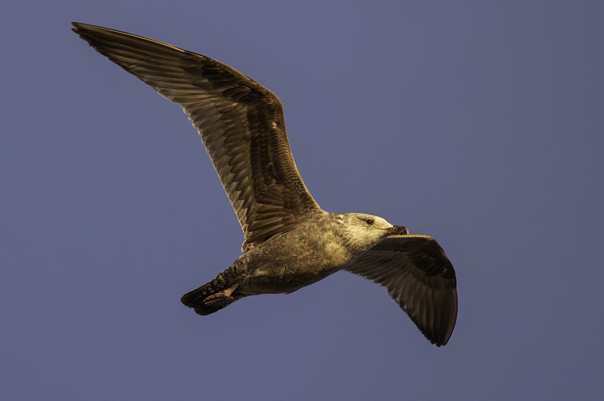 Herring Gull (American) - ML617166535