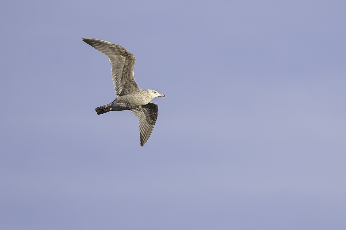 Herring Gull (American) - ML617166536