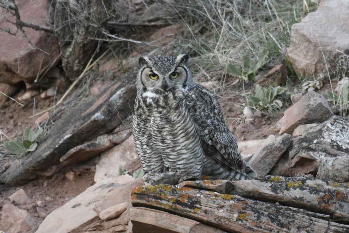 Great Horned Owl - ML617166574