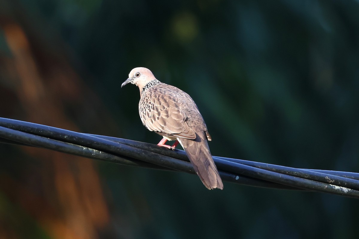 Spotted Dove (Eastern) - 志民 蘇