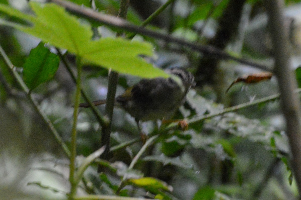 Costa Rican Warbler - ML617166784