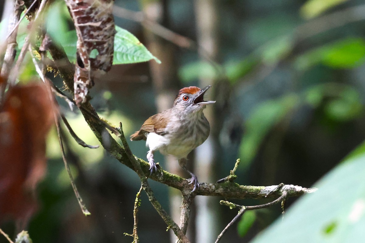 Rufous-crowned Babbler - 志民 蘇