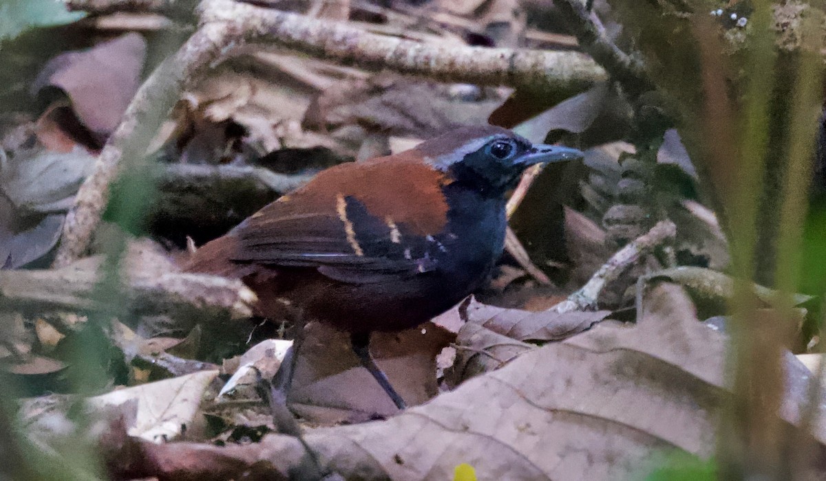 Cordillera Azul Antbird - ML617166811