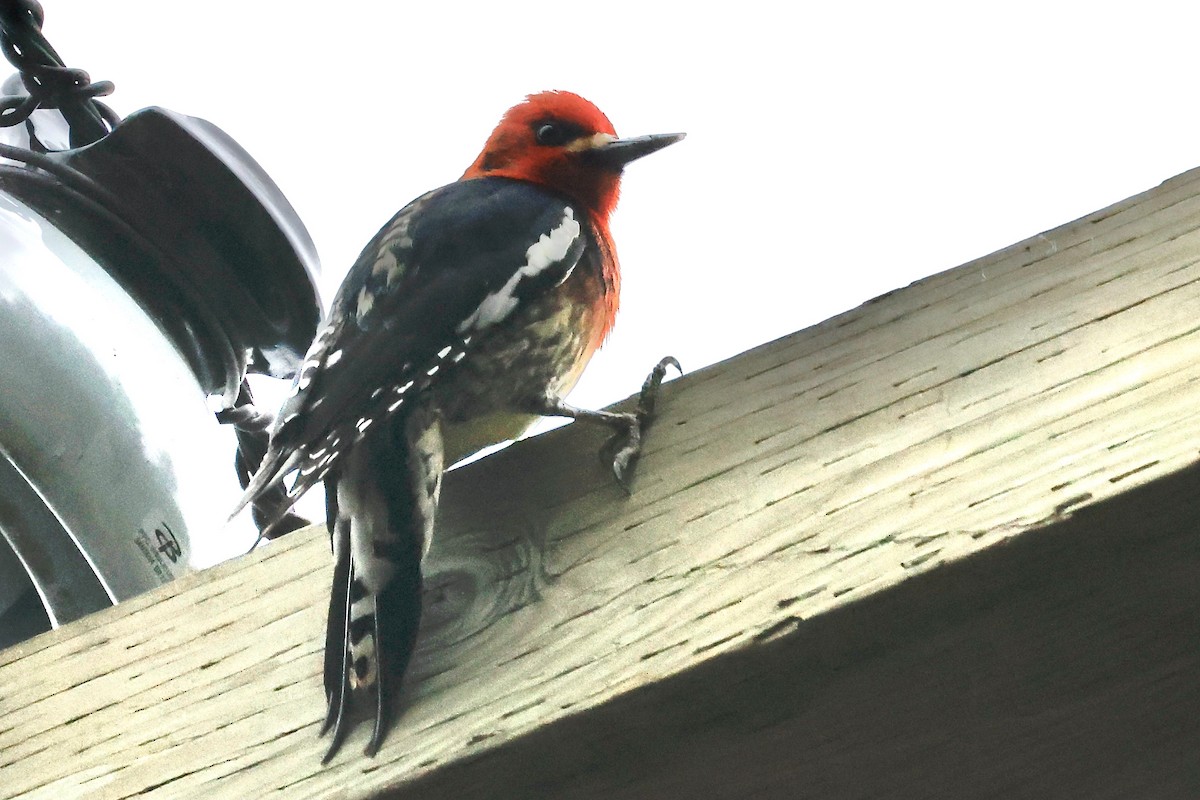 Red-breasted Sapsucker - ML617166826