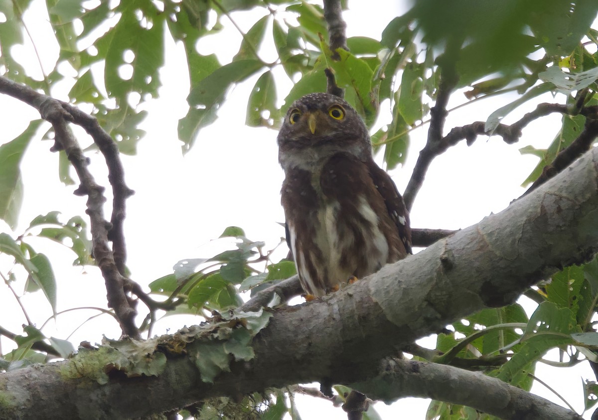 Subtropical Pygmy-Owl - Ken Rosenberg
