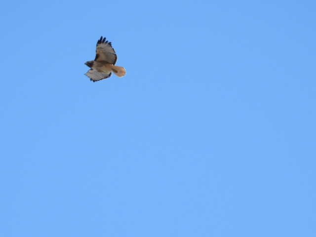 Red-tailed Hawk - ML617166876
