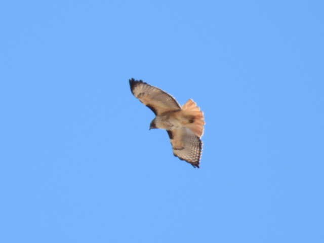 Red-tailed Hawk - ML617166877