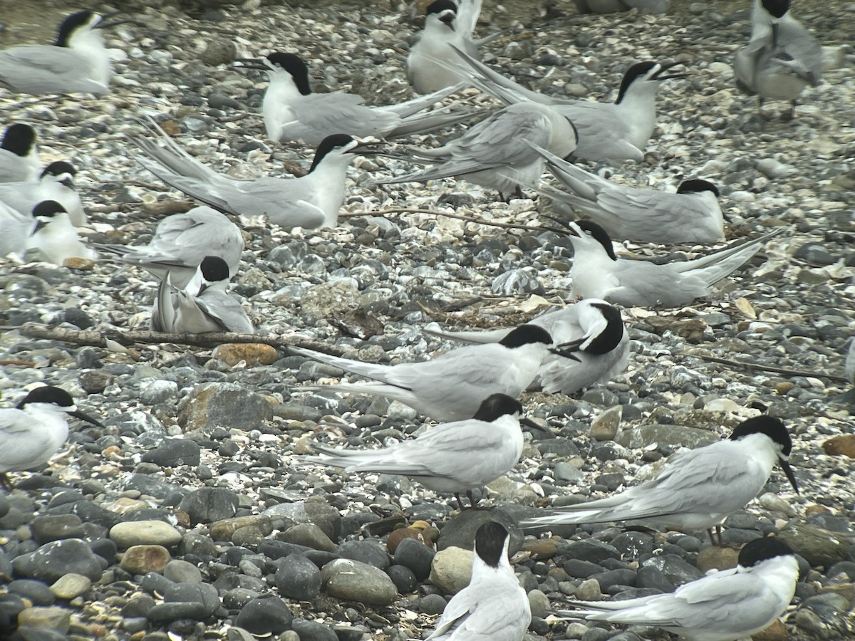 White-fronted Tern - ML617166885