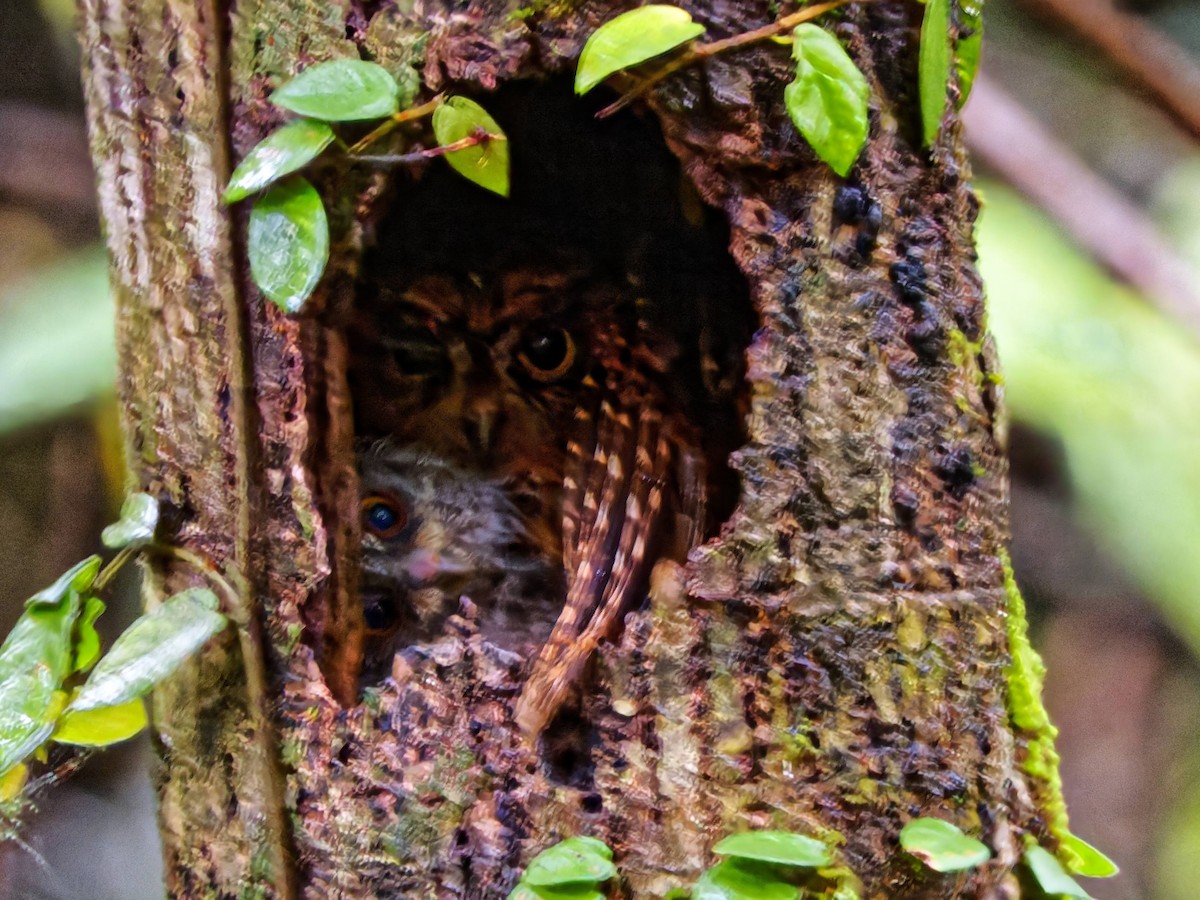 Luzon Scops-Owl - ML617166913