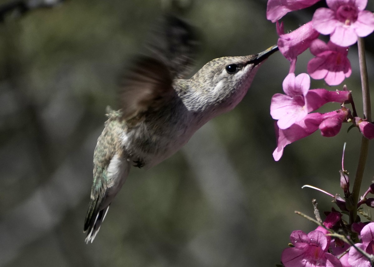 Costa's Hummingbird - ML617166915