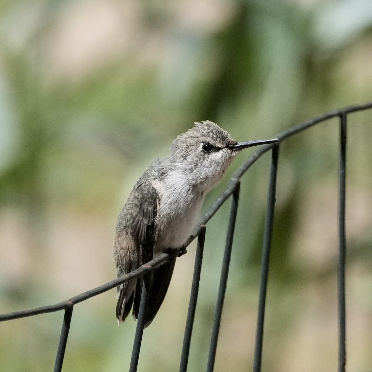 Costa's Hummingbird - ML617166916