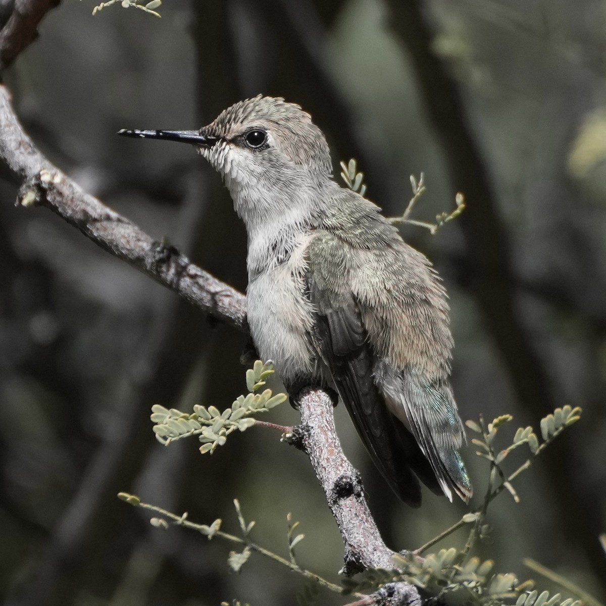 Costa's Hummingbird - ML617166918