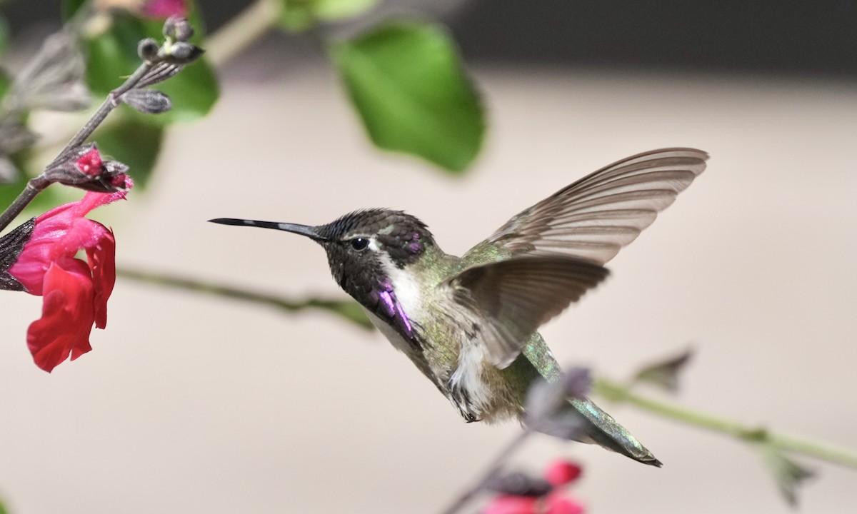 Costa's Hummingbird - ML617166950