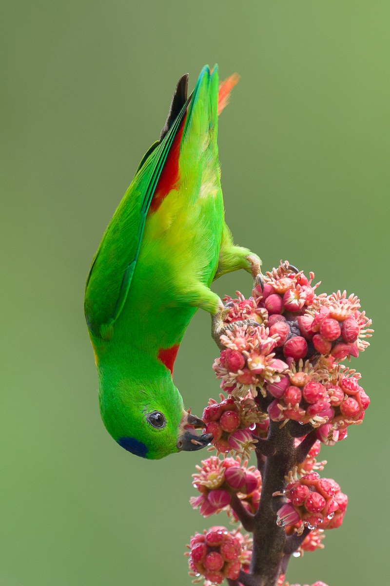 Blue-crowned Hanging-Parrot - ML617166962