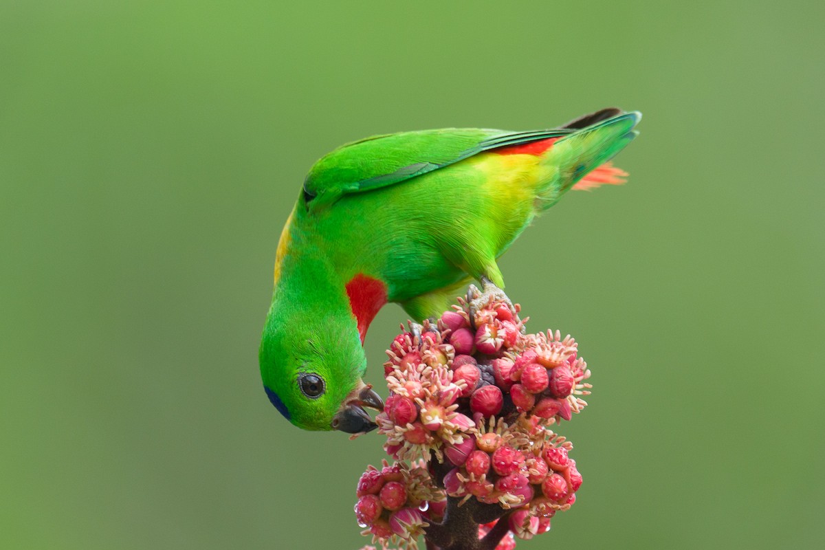Blue-crowned Hanging-Parrot - ML617166963