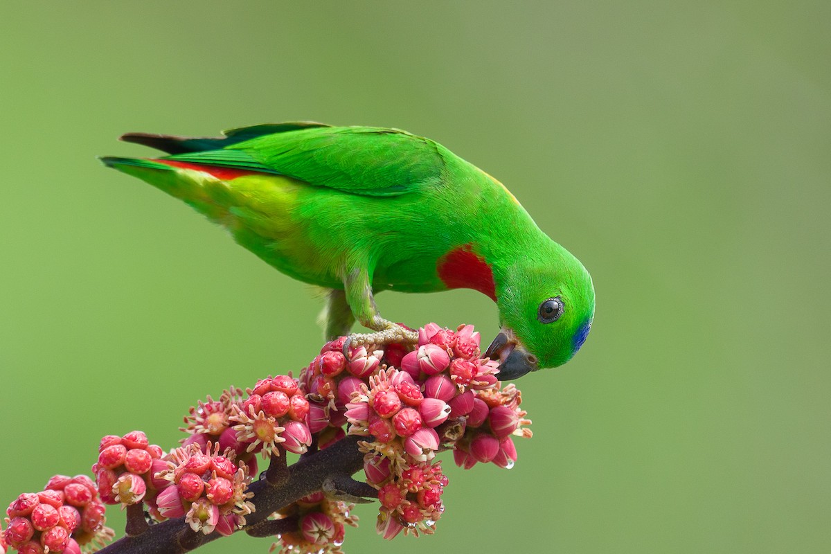 Blue-crowned Hanging-Parrot - Francis Yap
