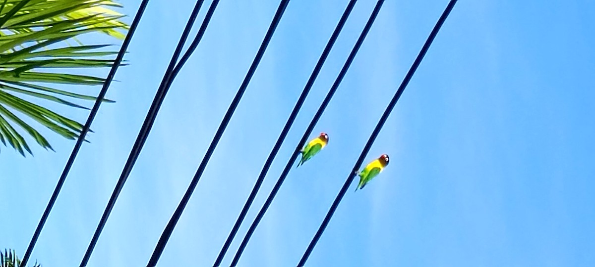 Yellow-collared Lovebird - wertyuio asdfg