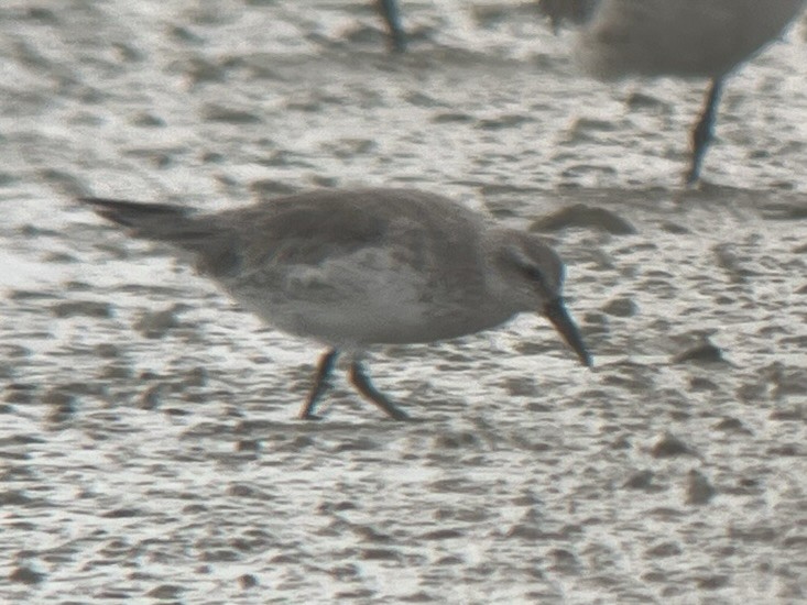 Red Knot - ML617167091