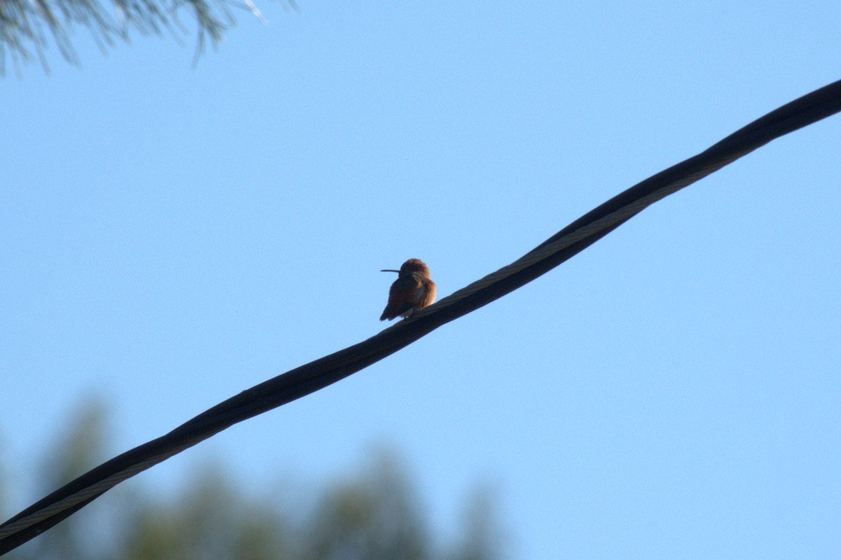 Rufous Hummingbird - ML617167092