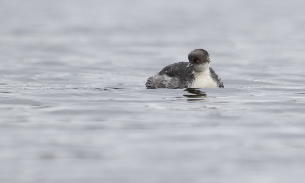 Silvery Grebe (Andean) - ML617167115