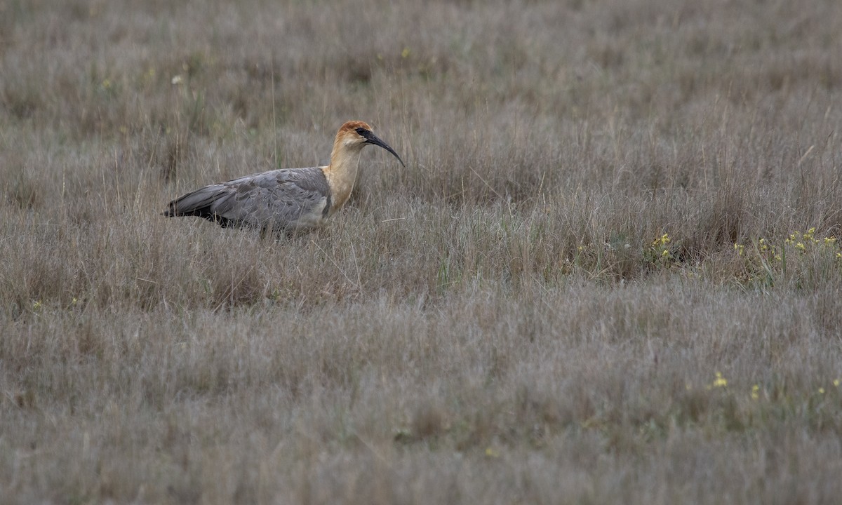 ibis šedokřídlý - ML617167121