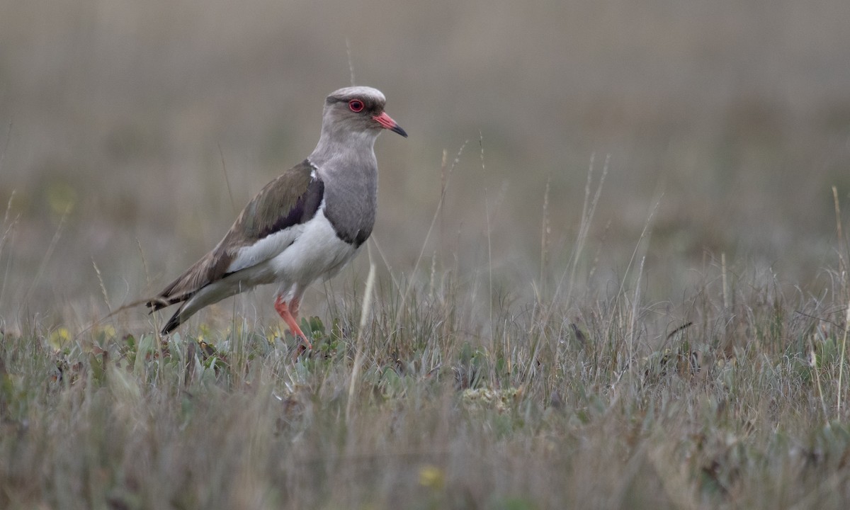 Andean Lapwing - ML617167124