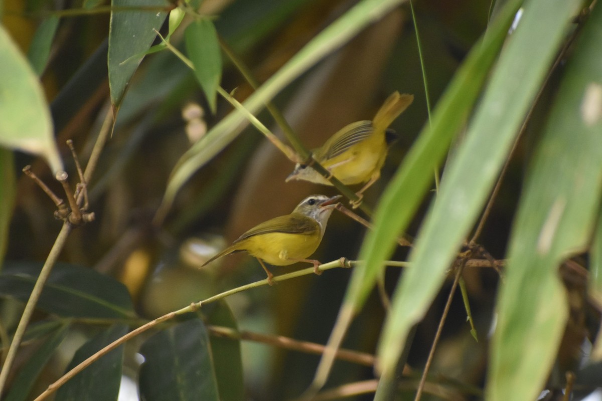 Yellow-bellied Warbler - ML617167138