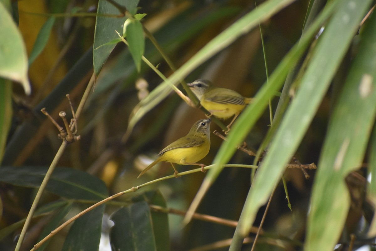 Yellow-bellied Warbler - Vivek chetry