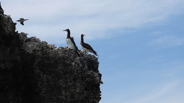 Brown Booby - ML617167184