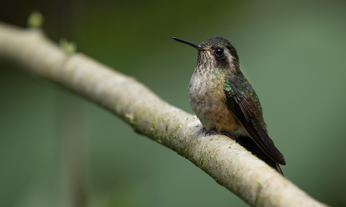 Speckled Hummingbird - ML617167193