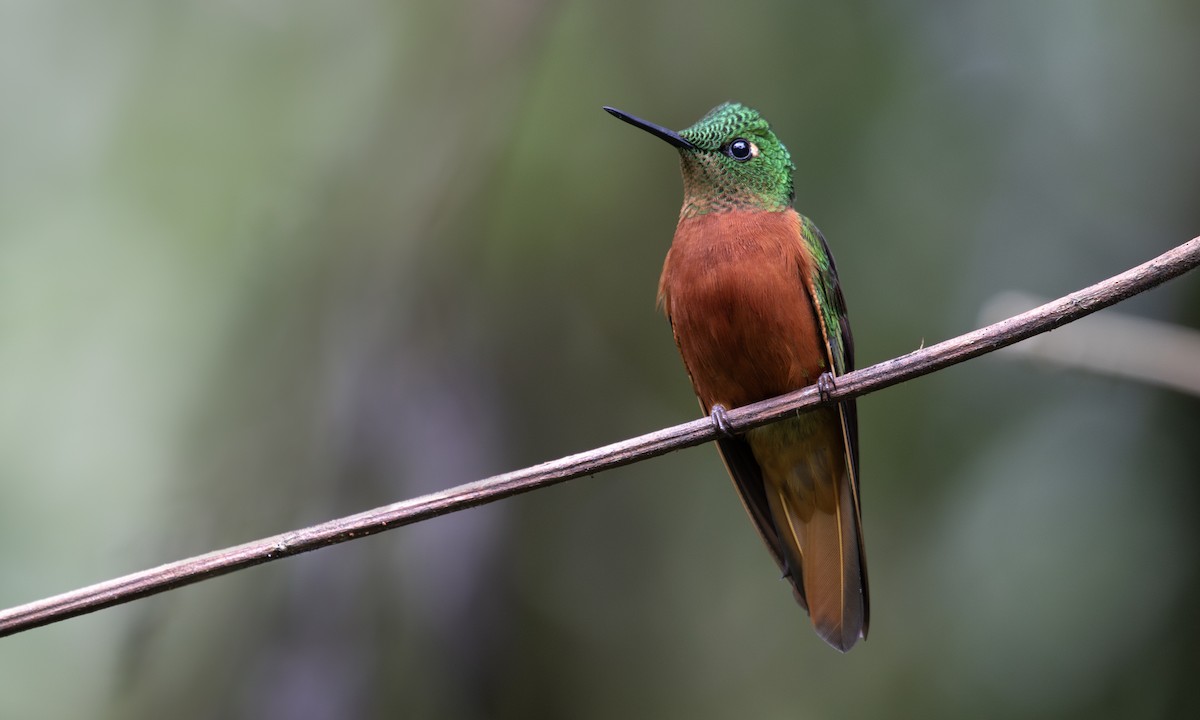 kolibřík peruánský - ML617167194