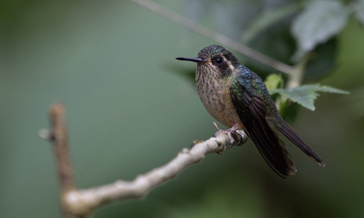 Speckled Hummingbird - ML617167195