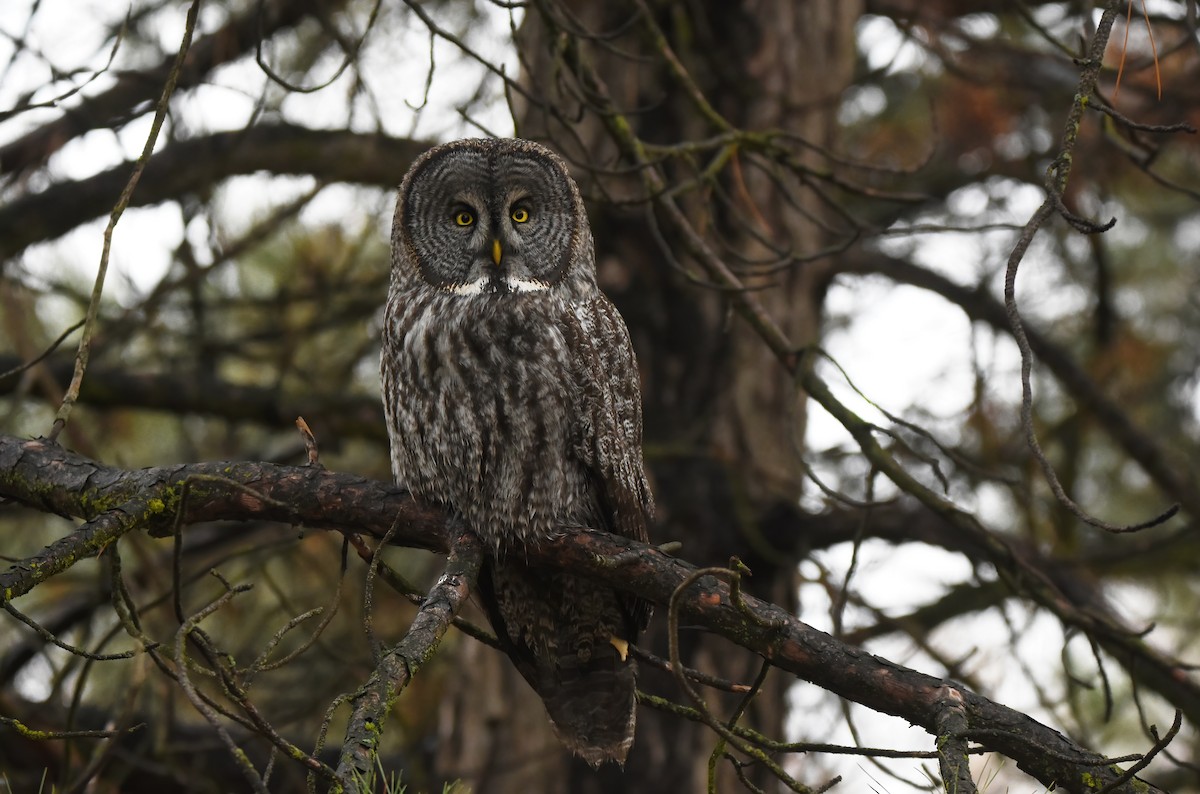 Great Gray Owl - Christopher Lindsey