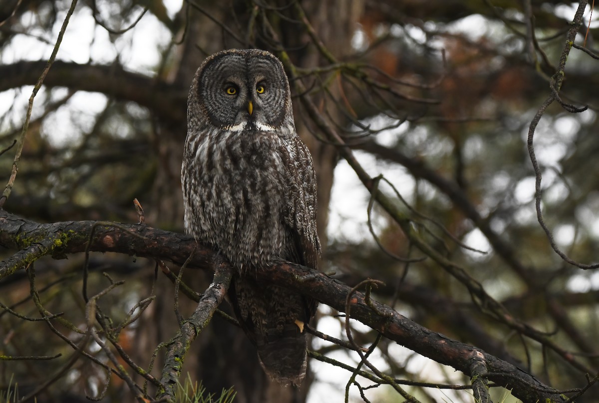 Great Gray Owl - Christopher Lindsey