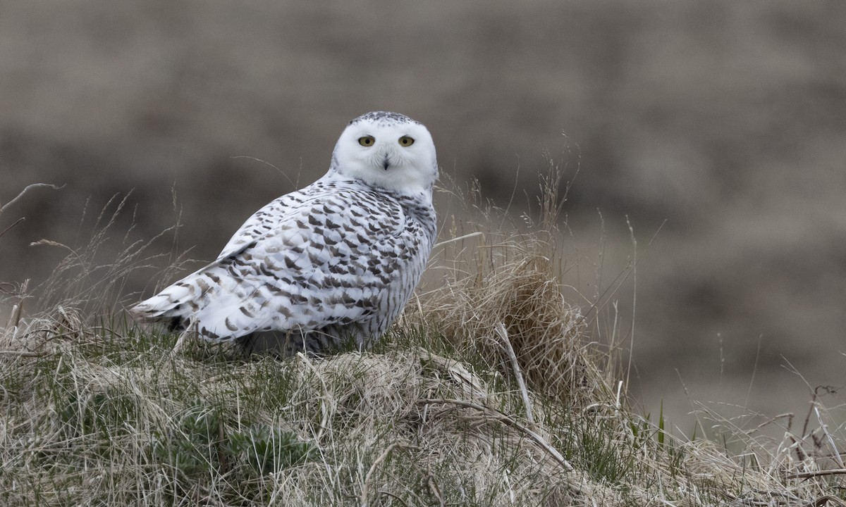 Snowy Owl - ML617167298