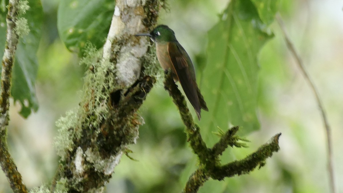 kolibřík hnědobřichý - ML617167395