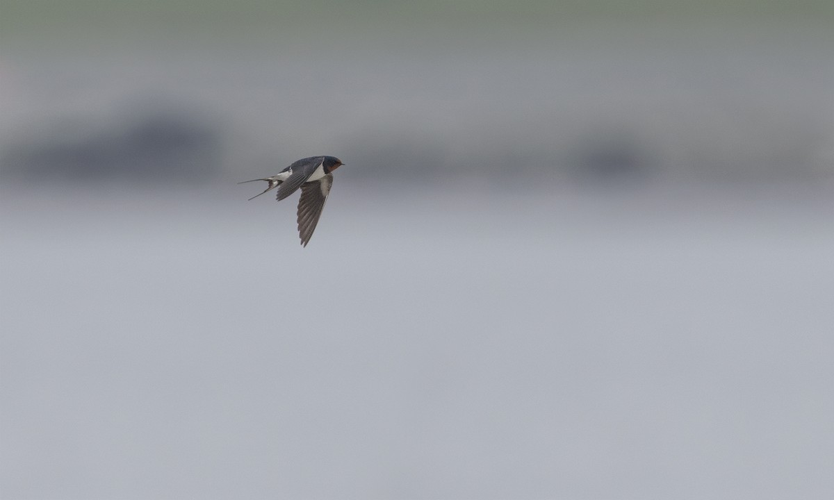 Barn Swallow (White-bellied) - ML617167430