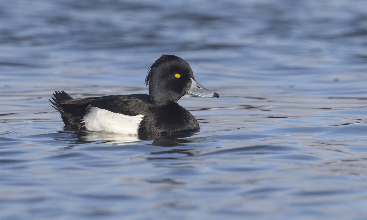 Tufted Duck - ML617167538
