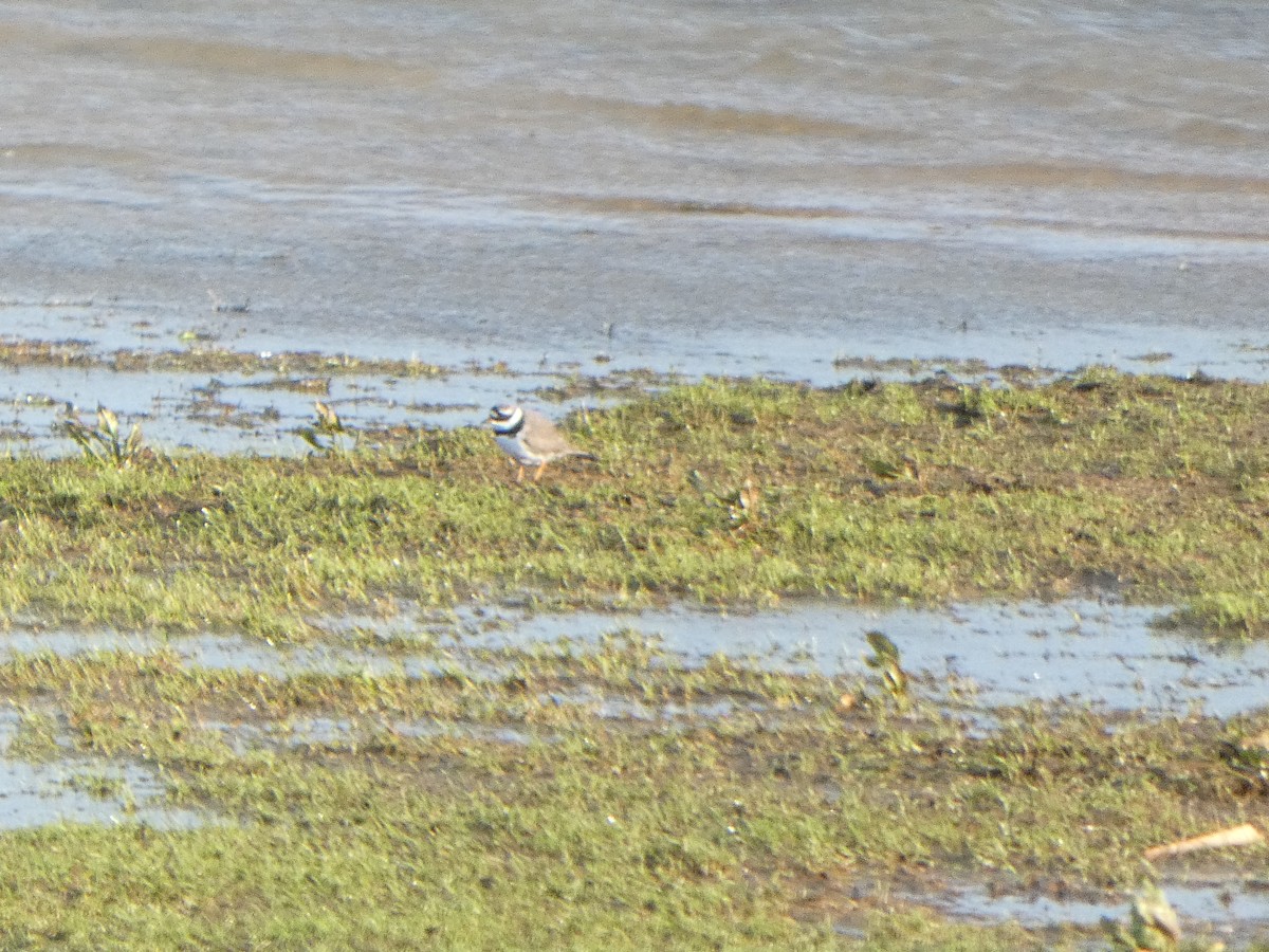 Common Ringed Plover - ML617167579