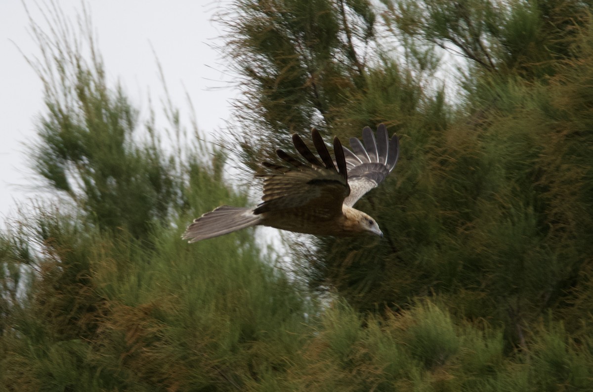 Square-tailed Kite - ML617167592