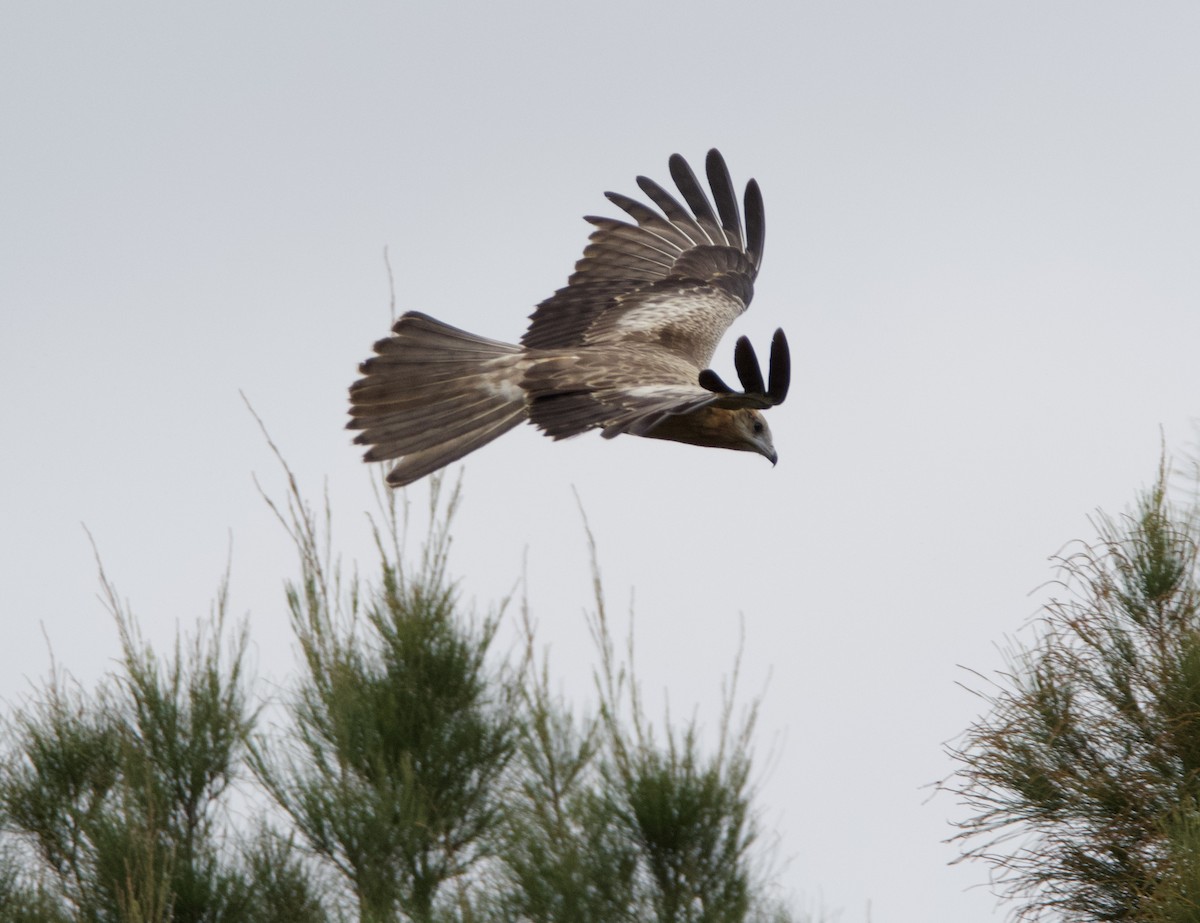 Square-tailed Kite - ML617167595