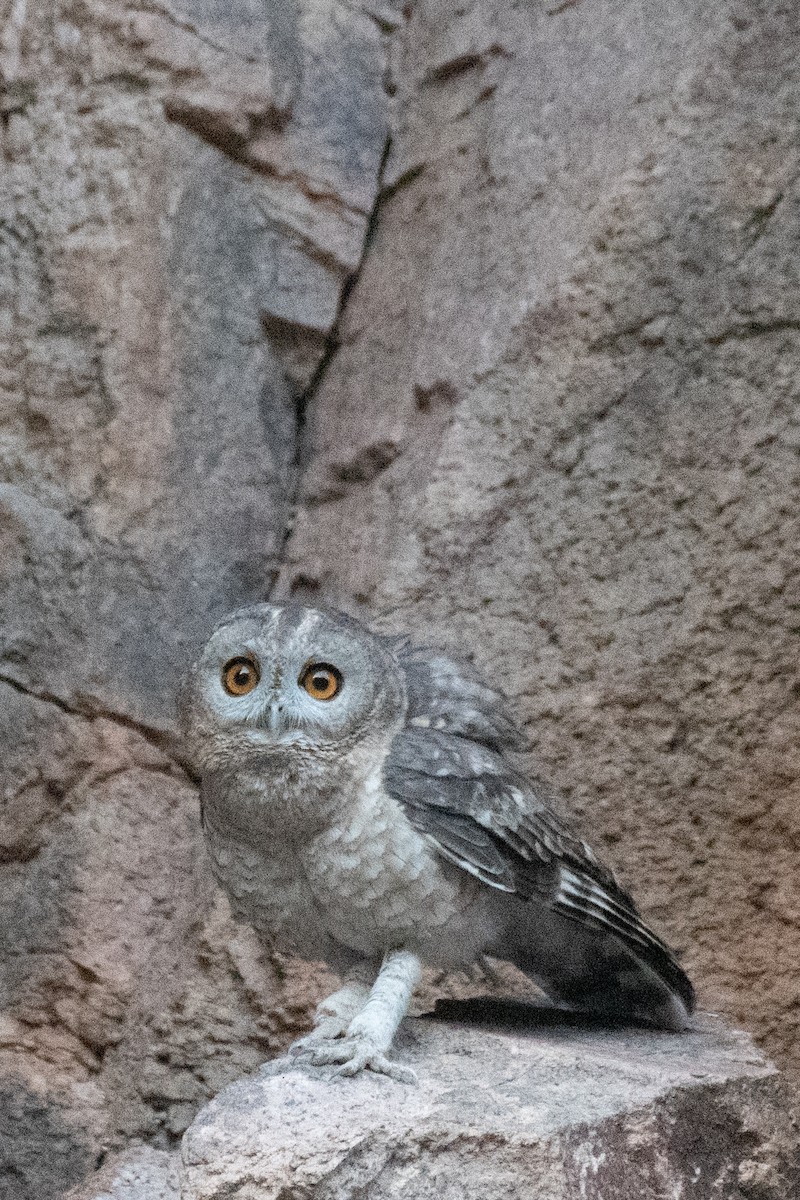 Desert Owl - ML617167677
